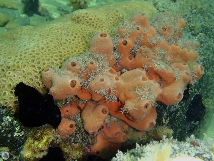 Esponja-do-mar