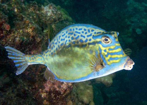 Peixes Recifais Brasileiros