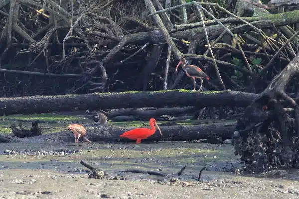 Guará (Eudocimus ruber)  adulto todo vermelho e juvenis se alimentando. 