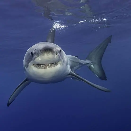 Tubarão-branco