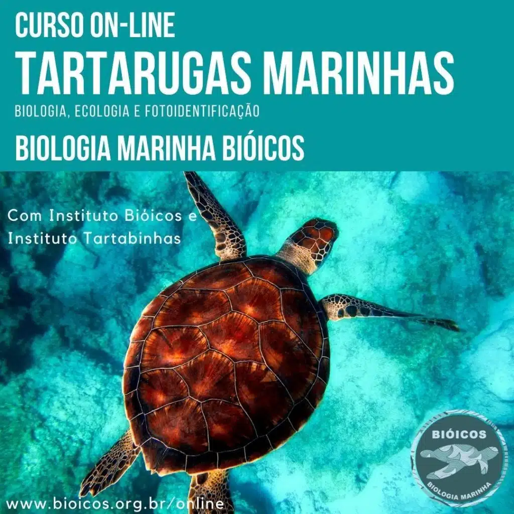 Curso EAD: Tartarugas Marinhas